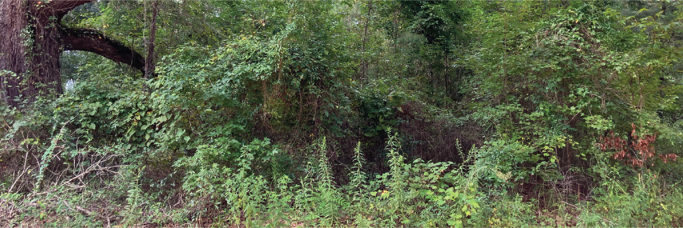 A half acre of beautiful land waiting to become your forever home