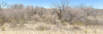 Gorgeous ten acre plot in the beauty of far west Texas