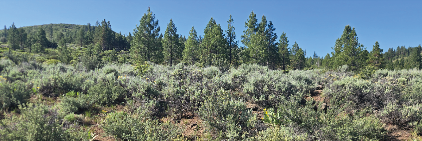 Escape to Northern California on this One Acre Lot